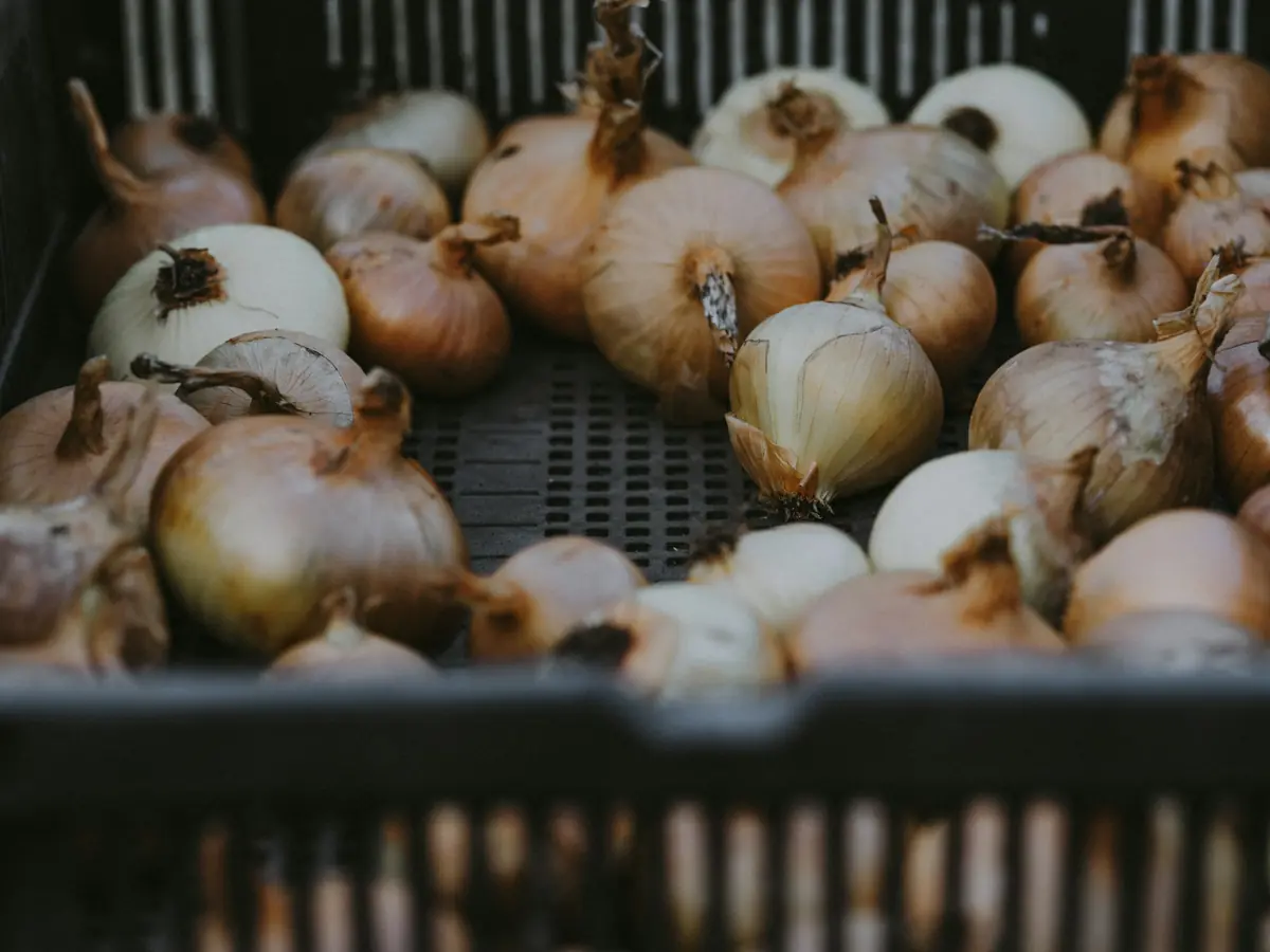 Onions in a black produce crate
